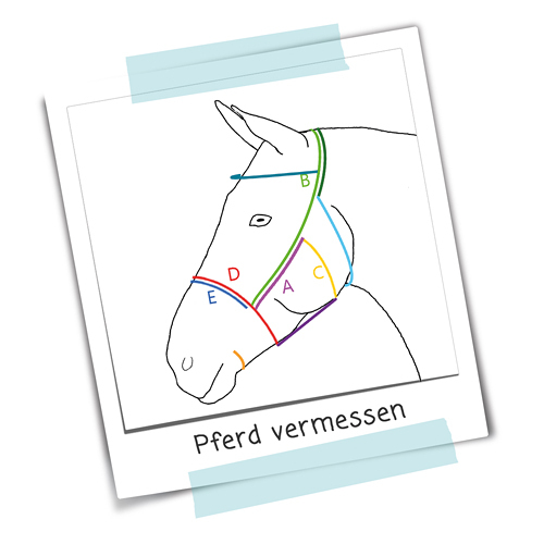 DIY-Anleitung_Pferd-vermessen